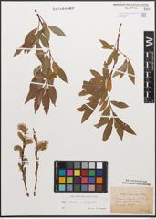 Foto von Salix caprea L. x Salix purpurea L.